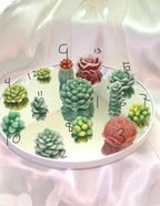 Succulent 3D Frosted Wax Tarts: Cacti, Rose & Peony, 14-Piece Set!